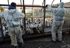 Rusia anuncia que detectó primer caso de transmisión de cepa H5N8 de gripe aviar al ser humano 