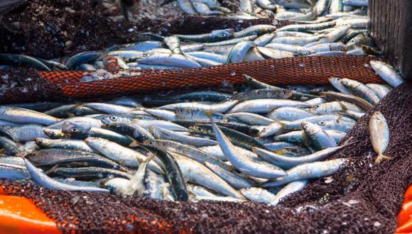 El mar del Perú alberga una gran variedad de vida marina y tiene la población de anchoveta más grande del mundo. (Foto: iStock)