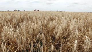 Brasil prueba trigo transgénico ante escasez de oferta global