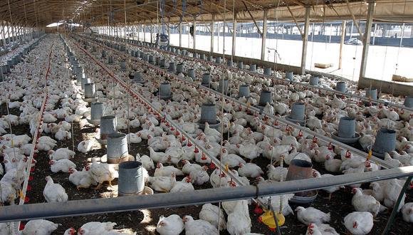 27 de junio del 2011. Hace 10 años. Avícolas perdieron más de S/. 83 mlls. en dos meses.