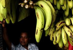 Estrategia contra peligroso hongo del banano debe ser integral y regional