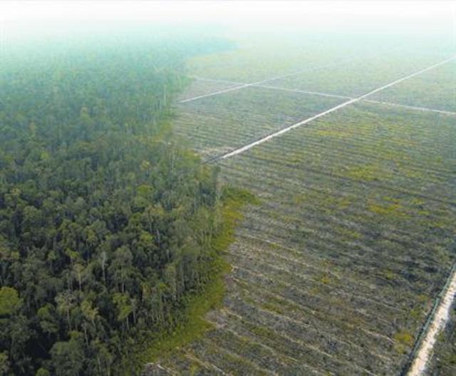 La deforestación en Malasia se debe en gran medida a la habilitación de tierras para la siembra de aceite de palma. De esta materia prima se produce el aceite que usan grandes marcas internacionales para la fabricación de productos alimenticios y de cuidado personal. (Foto: Greenpeace)