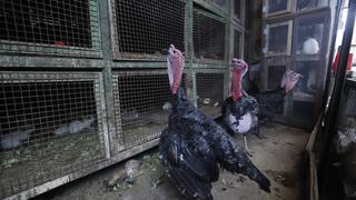 Navidad: venta de pavo en La Libertad cae un 20% y recuperación es lenta 