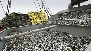 Produce: Pesca industrial de merluza es prohibida por una semana