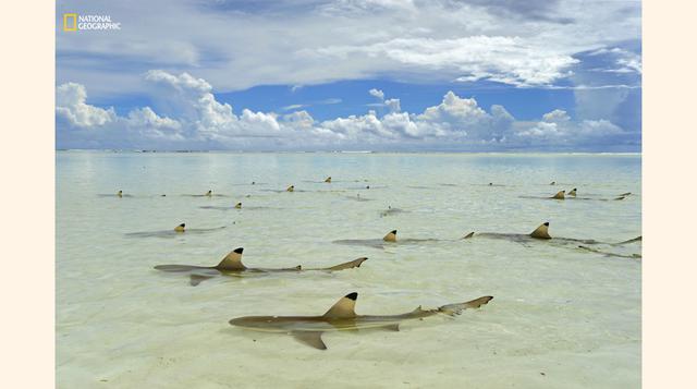 El arrecife de tiburones en Seychelles. (Foto: Thomas P. Peschak / National Geographic)