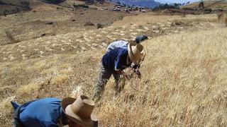 Minagri: Más de tres millones de peruanos se dedican a la agricultura familiar