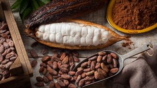 Unión Europea pone en jaque al cacao peruano por la presencia del cadmio