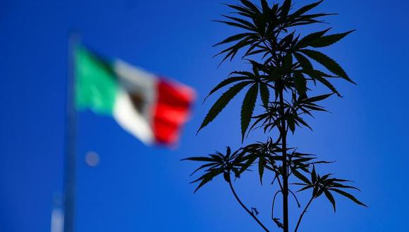 México: ¿Cómo va el proceso de legalización de la marihuana? 