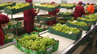 A partir de este año productores de uva y cítricos podrán exportar a Argentina 