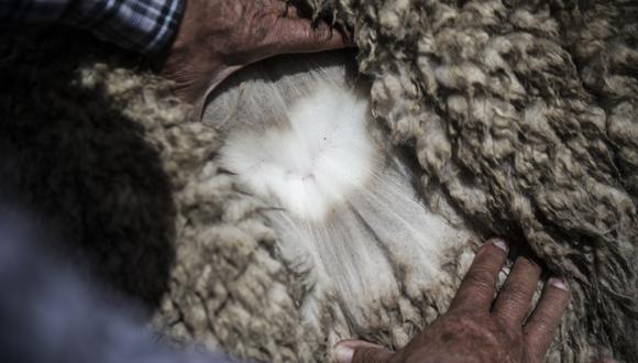 Produce busca que mypes peruanas exporten prendas de vestir de alpaca más sofisticadas. (Foto: difusión)