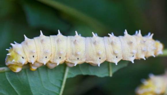 Los gusanos de seda modificados genéticamente plantean una solución a este problema, porque recubren sus propias fibras con una capa protectora similar. (Foto: En difusión)
