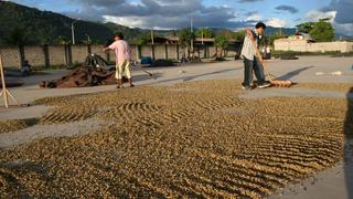 Diez cooperativas agrarias para desarrollar nuevos cultivos se crearían este año