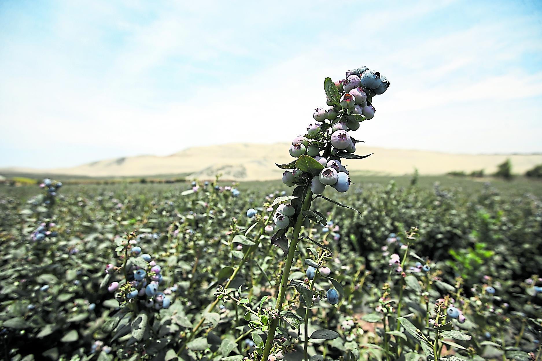 Cultivos de arándanos se incrementaron sobre todo en La Libertad y Lambayeque. (Foto: GEC)