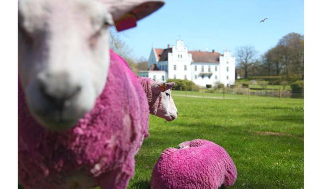 FOTO 19 | Ovejas en su propia nube rosa. Que seis ovejas pasten en el césped de un jardín de esculturas puede extrañar. Pero la cosa cambia si su lana está teñida de fucsia. Este verano, la fundación Wanas, al sur de Suecia, ha añadido a sus 70 obras de p