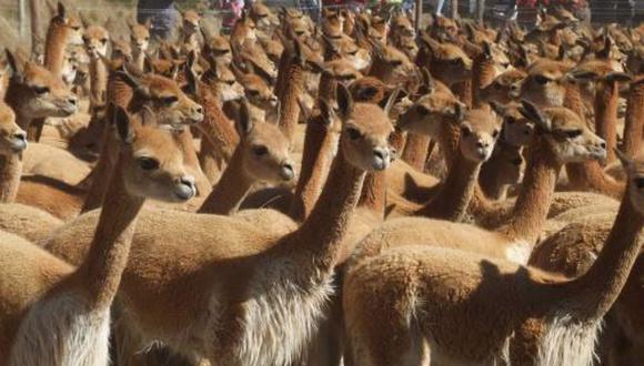 El Perú es el principal productor y exportador de fibras de alpaca y vicuña, pero ¿cuál es el estado de la comercialización de la fibra de los camélidos?