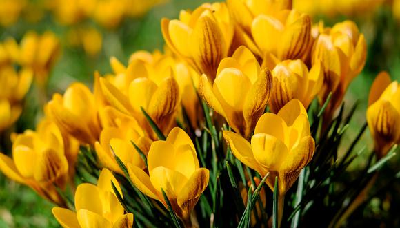 Conoce más sobre el significado de regalar flores amarillas (Foto: Pixabay)