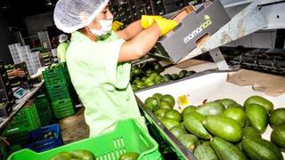 Primer despacho de palta Hass peruana valorizado en casi US$ 34,000 llega a Holanda