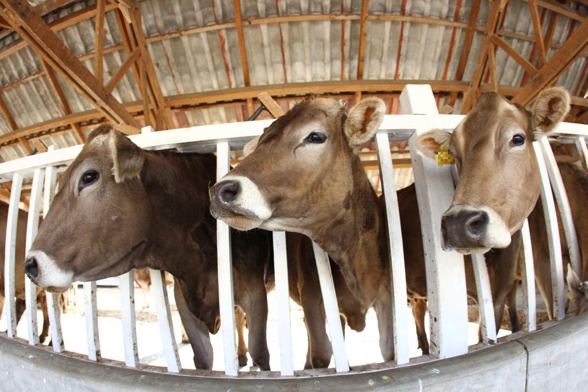 Ganado Vacuno. (Foto:USI)