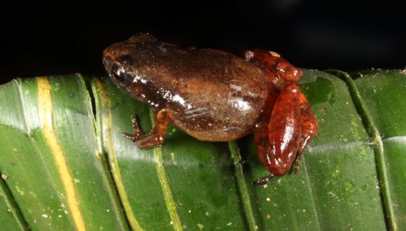 Los anfibios forman parte de la Lista Roja de Especies Amenazadas de la Unión Internacional para la Conservación de la Naturaleza. (Foto: Referencial/Difusión)