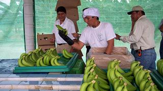 Exportaciones de banano orgánico superan los US$ 117 millones hasta setiembre de este año