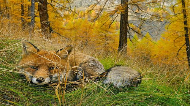 Fox Found, Parque Nacional Gran Paradiso en Italia – Fotografía de Stefano Unterthiner.