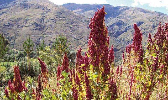 FOTO 5 | Quinua de Puno.