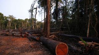 Osinfor podrá usar imágenes satelitales de Conida para detectar tala ilegal