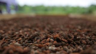 Producción anual de cacao se perdería en 40% por dificultades de transporte