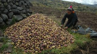 Congreso de la Papa impulsa biodiversidad, seguridad alimentaria y negocios