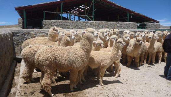 Los cobertizos protegen al ganado ante los fenómenos climáticos adversos como granizo, lluvias y heladas. (Foto: Andina)