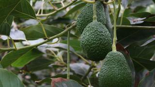 Cerca de 300 contenedores de palta se dejaron de enviar por lluvias en el norte