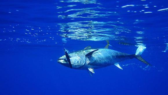En el mar, los atunes consumen otros peces más pequeños y plancton, lo cual incrementa su nivel de mercurio. (Foto: Pixabay)