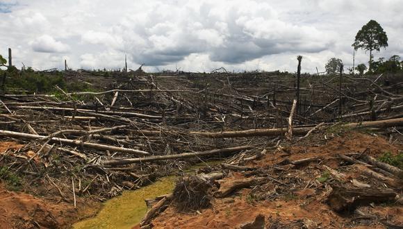 Deforestación. Foto: IBC.