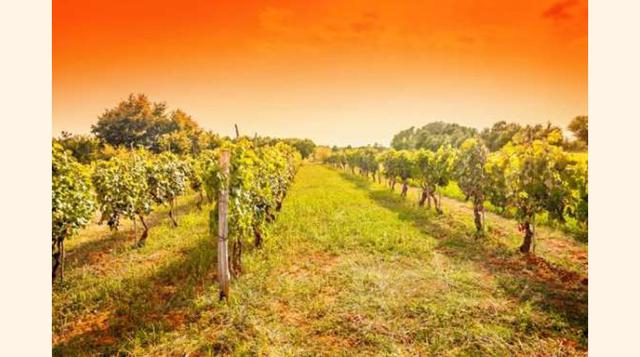 ISTRIA, CROACIA. De esta región de Croacia resaltamos Motovun, un pueblo medieval en el monte, no muy frecuentado por turistas donde podrás realizar la ruta del vino.