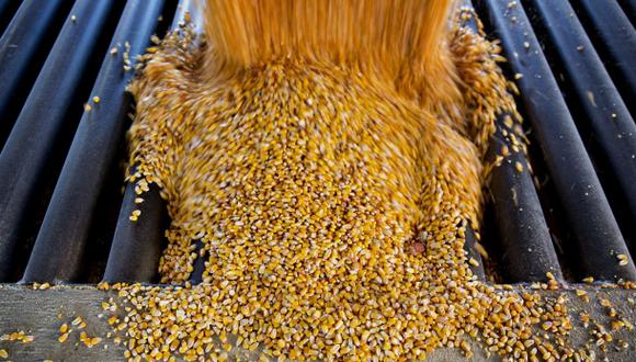 Estados Unidos solicitó consultas comerciales formales en marzo por sus objeciones a los planes de México de limitar las importaciones de maíz transgénico. (Foto: Bloomberg)