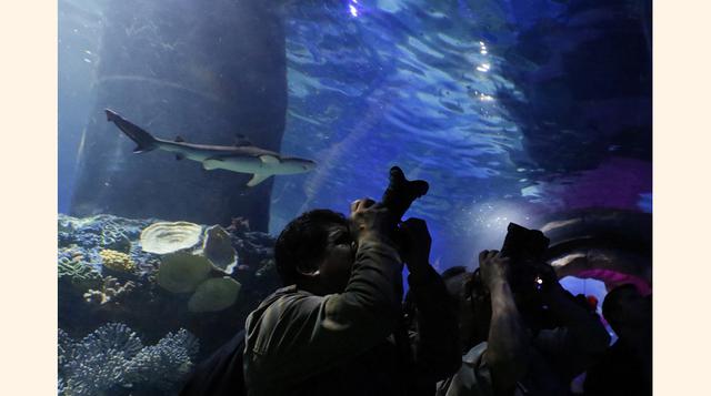 Entre agosto y septiembre llegarán las dos especies de pingüinos: el Humboldt y el Gentoo, procedentes de Perú y Japón . (Foto: Reuters)