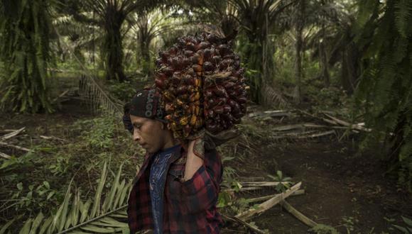 Un trabajador carga un racimo de palma aceitera en una plantación en Guatemala. Fotógrafo: Víctor J. Blue/Bloomberg