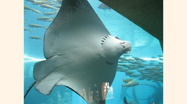25 Marine Habitat at Atlantis Isla Paraíso, Isla Nueva Providencia.
