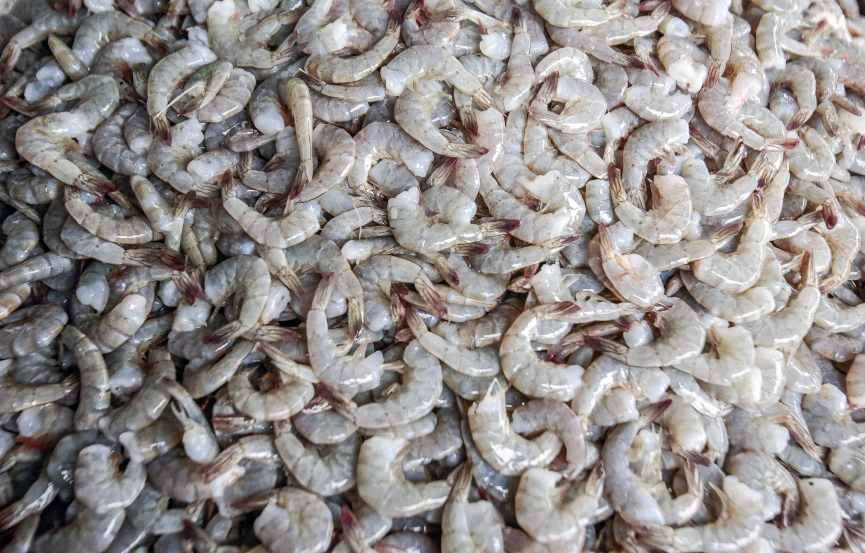 Autoridades brasileñas visitaron empresas peruanas para intercambiar experiencias y conocimientos respecto al cultivo de la especie langostinos. (Foto: Produce)