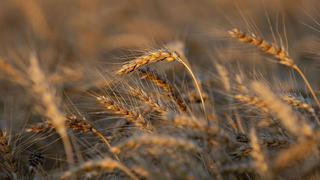 Sequía eleva futuros del trigo de primavera a máximo del 2013 