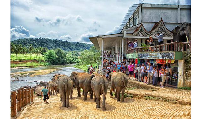 FOTO 4 | Guardería de elefantes. El ritual del baño se repite cada día en el orfanato de elefantes de Pinnawala (Sri Lanka). Aquí viven más de 70 proboscídeos, desde pequeños huérfanos a los que hay que dar varias tomas de biberón al día hasta venerables 