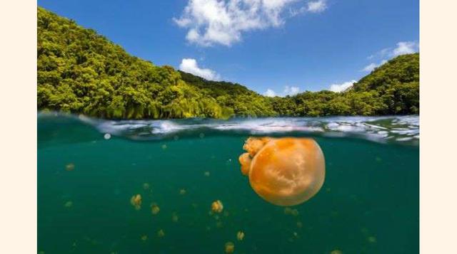 Lago de Las Medusas, Palaos.  Este lago habitado por aproximadamente 13 millones de medusas es una zona protegida declarada Patrimonio de la Humanidad por la Unesco. Lo más increíble es que puede nadar en el lago sin reparos ya que las células urticantes 