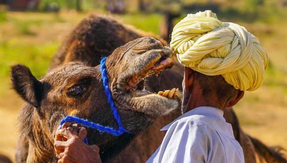 OMS recomienda medidas de higiene al estar en contacto con los camellos (Foto: AFP)