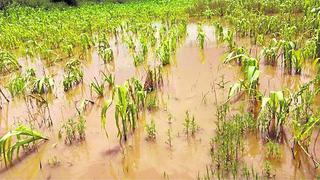 Hay 2.8 millones de hectáreas de cultivo en peligro alto y muy alto ante lluvias intensas