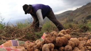 Gobierno amplía por cinco meses entrega del bono de S/ 350 para agricultores por falta de cobros