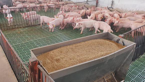 Cerdos nacionales estarían en riesgo de contraer nuevamente fiebre porcina. (Foto: Asoporci)