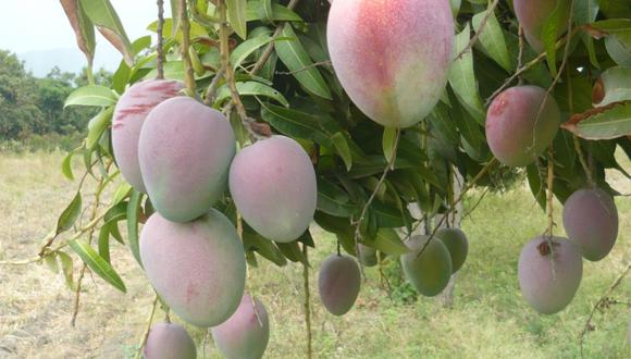 Mangos peruanos de exportación. (Foto: Difusión)