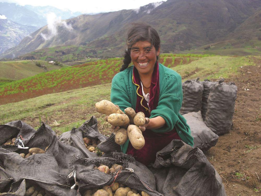 En los últimos años el sector de papas amarillas y nativas en América del Sur ha cobrado relevancia, debido al valor agregado que se le ha dado a nivel local e internacional. (Foto: CIP)