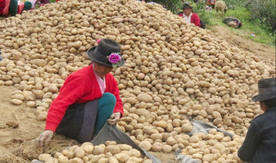 Cosecha de papa.