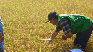 Más de 130 agricultores fueron indemnizados con S/. 1 millón por daños climáticos